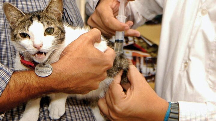 Vacinação contra a raiva chega ao bairro Interlagos no próximo sábado (4) com 7 postos de imunização para cães e gatos