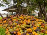 CACAU | Prefeitura de Linhares abre processos seletivos para distribuição de kits para beneficiamento do cacau e para distribuição de mudas