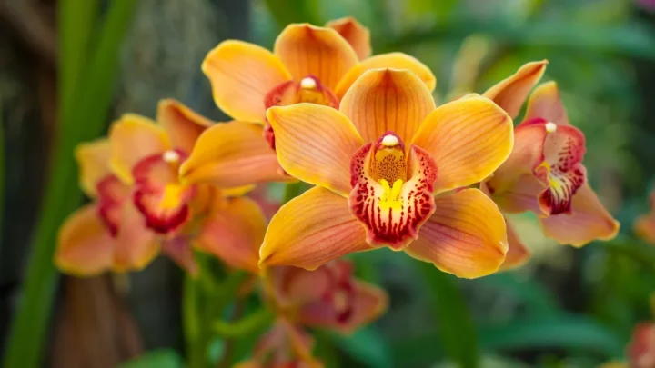 30ª Exposição de Orquídeas de Linhares acontece de 21 a 23 de agosto com entrada gratuita